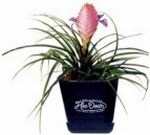 Bromeliad Plants, Personalized With Your Logo!
